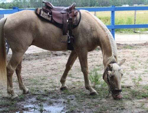 Horse Rescue in Central Florida